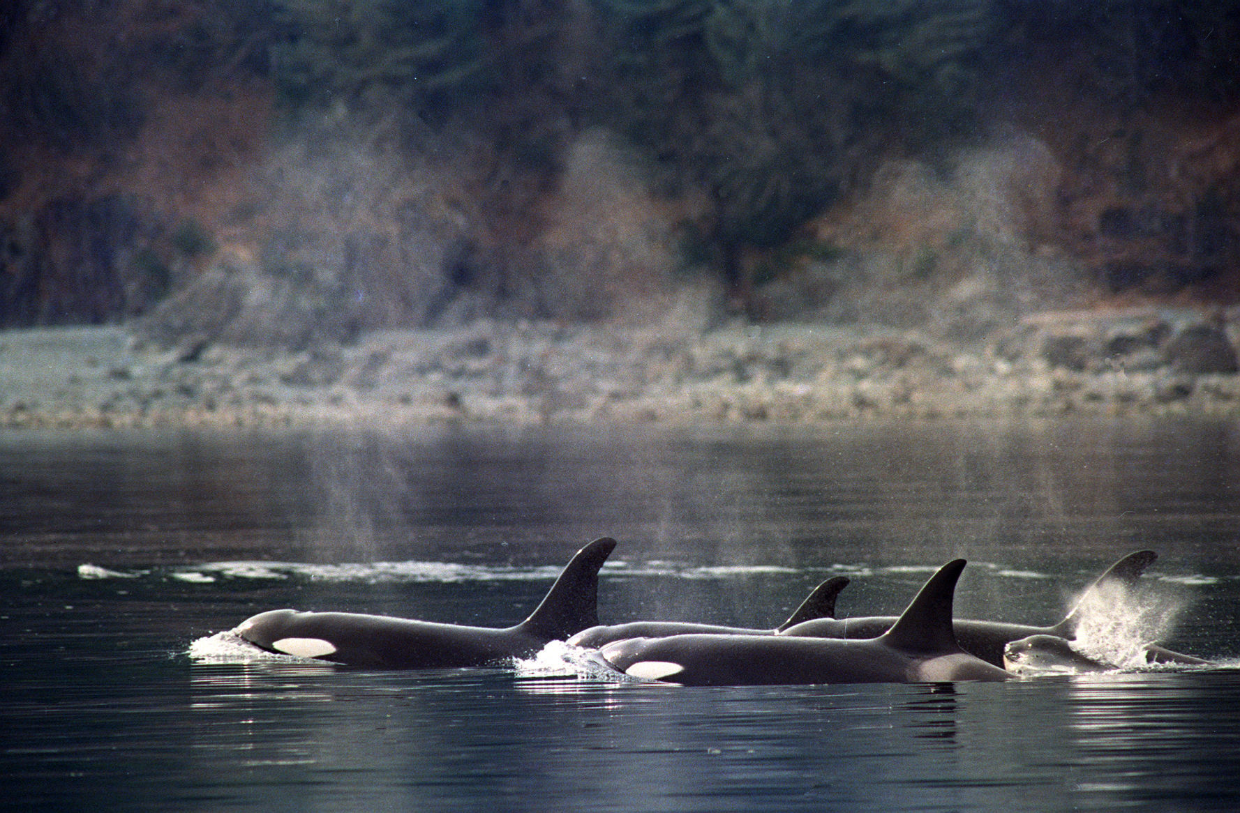 EXXON VALDEZ OIL SPILL WILDLIFE